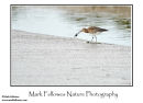 Curlew Numenius arquarta