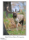 Fallow deer buck Dama dama