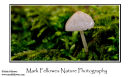 Waxcap mushroom and moss