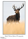 Red deer stag Cervus elaphus