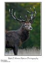 Red deer stag Cervus elaphus