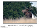Red deer stag Cervus elaphus