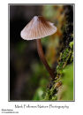 Unidentified small fungus (poss. Inocybe sp.)