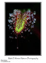 Sundew Drosera sp.