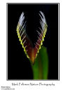 Venus flytrap Dionaea muscipula