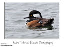 Hooded merganser Lophodytes cucullatus