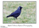 Jackdaw Corvus monedula