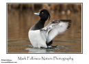 Tufted duck Aythya fuligula