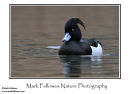 Tufted duck Aythya fuligula