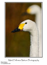 Bewicks swan Cygnus columbianus