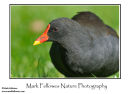 Moorhen Gallinula chloropus