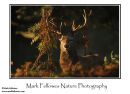 Red deer stag Cervus elaphus