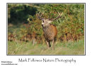 Red deer stag Cervus elaphus bellowing