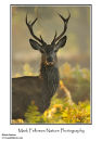 Red deer stag Cervus elaphus