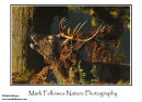Red deer stag Cervus elaphus