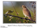 Song thrush Turdus philomelos