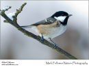 Coal tit Periparus ater