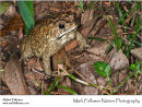 Common black-spined toad Bufo melanostictus
