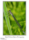 Azure damselfly Coenagrion puella