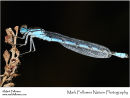 Common blue damselfly Enallagma cyathigerum