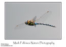 Common hawker Aeshna juncea