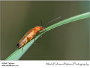 Common red soldier beetle Rhagonycha fulva
