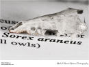 Common shrew Sorex araneus