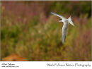 Common tern Sterna hirundo