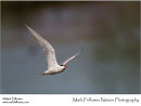 Common tern Sterna hirundo