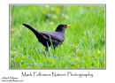 Blackbird Turdus merula
