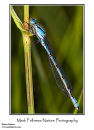Common blue damselfly Enallagma cyathigerum