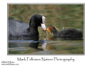 Coot Fulica atra feeding chick