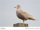 Glaucous gull Larus hyperboreus