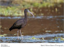 Glossy ibis Plegadis falcinellus