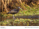 Glossy ibis Plegadis falcinellus