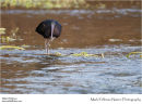 Glossy ibis Plegadis falcinellus
