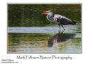 Grey heron Ardea cinerea