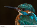 Kingfisher Alcedo atthis
