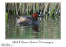 Little grebe Tachybaptus ruficollis