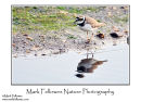 Little ringed plover Charadrius dubius