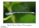 Azure damselfly Coenagrion puella