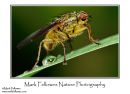 Scatophagid fly