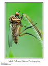 Empid fly