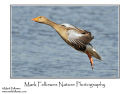 Greylag goose Anser anser