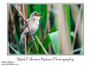 Reed warbler Acrocephalus scirpaceus