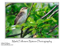 Sedge warbler Acrocephalus shoenobaenus