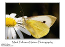 Small white butterfly Pieris rapae