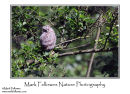 Tawny owl fledgling Strix aluco