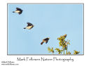 Tree pipit Anthus trivialis 