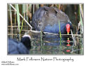 Moorhen Gallinula chloropus